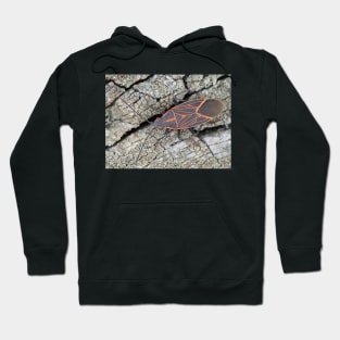 Western boxelder bug Hoodie